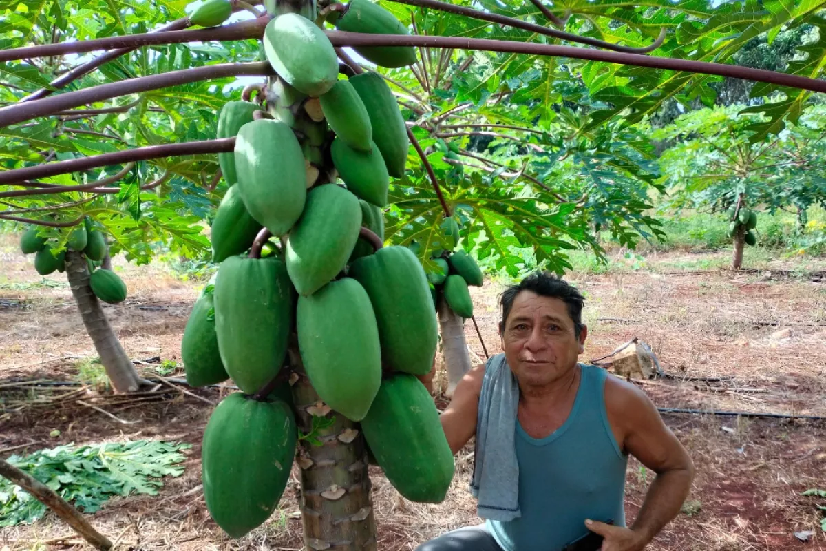 Aves Silvestres Acaban Con Los Cultivos De Papaya En Tahdzi Yucat N