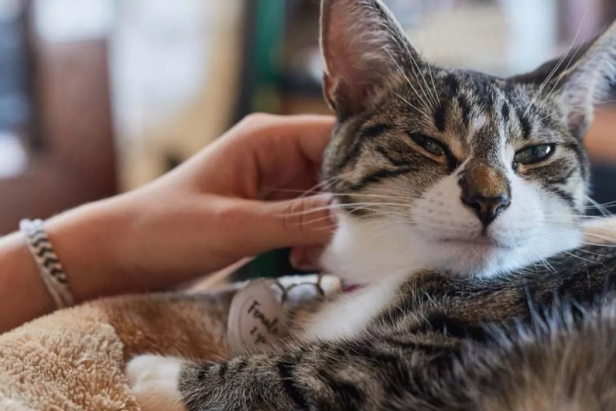 Revelan C Mo Llamar A Un Gato Y Que Te Haga Caso Descubre Cu L Es El