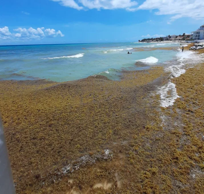 Recale De Sargazo Exhibe Poca Efectividad De Barreras En Playa Del