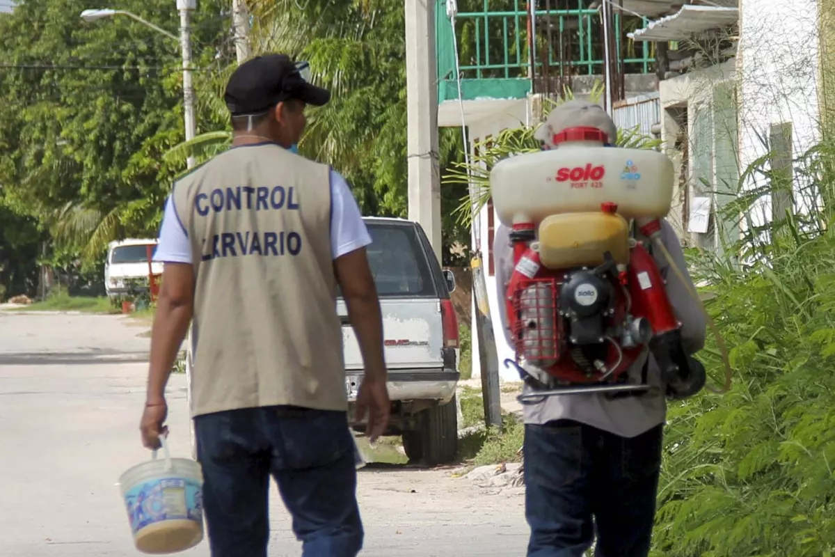 Dengue Y Viruela Del Mono Arrasan En Quintana Roo Se Ubica En Los