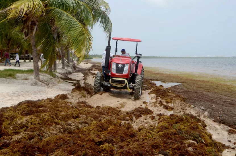 Recogen más de nueve mil toneladas de sargazo en Playas de Cancún