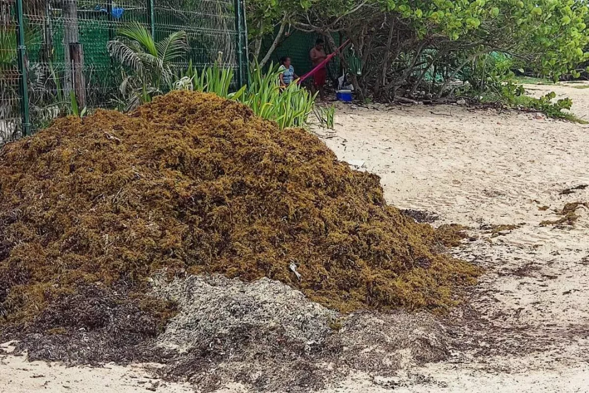 Más de 300 toneladas de sargazo y algas rojas invaden las playas de