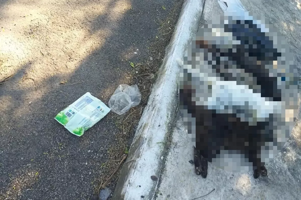 Denuncian envenenamiento de gatos en el poniente de Mérida PorEsto