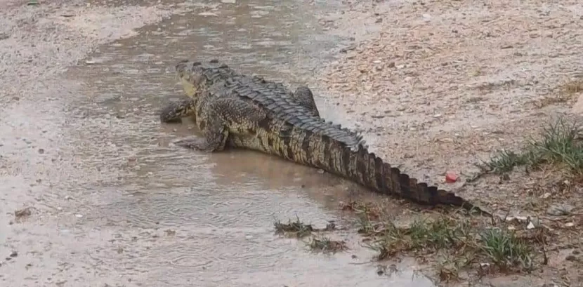 Por Las Lluvias Cocodrilos Y Serpientes Invaden Casas En El Oriente De