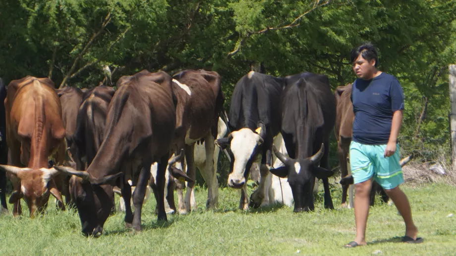 Veterinarios piden no sacrificar murciélagos por rabia bovina en