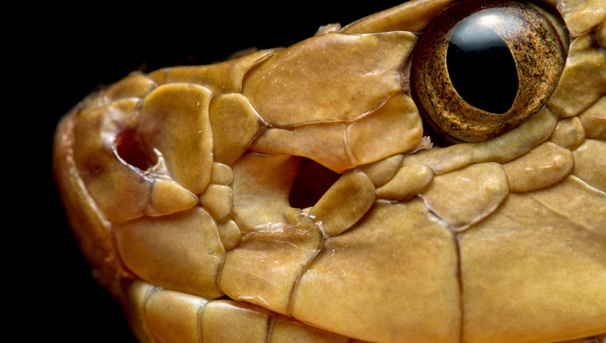 Así es la serpiente Cuatro Narices, de las más venenosas de la Península de Yucatán