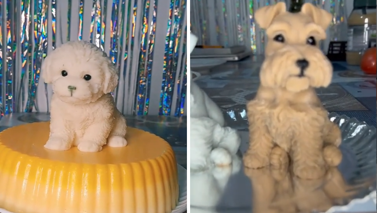 ¡Parecen reales! Así lucen los perritos de gelatina virales en TikTok: VIDEO