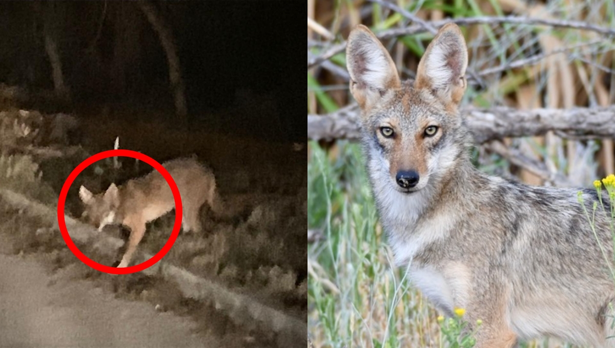 El coyote suele salir por la noche en Ciudad Caucel