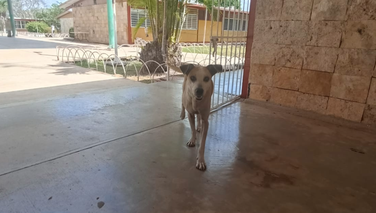 Activistas exigen justicia para perros envenenados en una secundaria de Tizimín