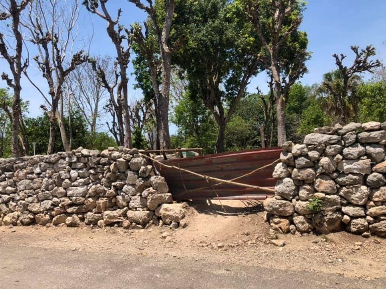 Díez árboles endémicos de Yucatán para plantar en tu hogar PorEsto