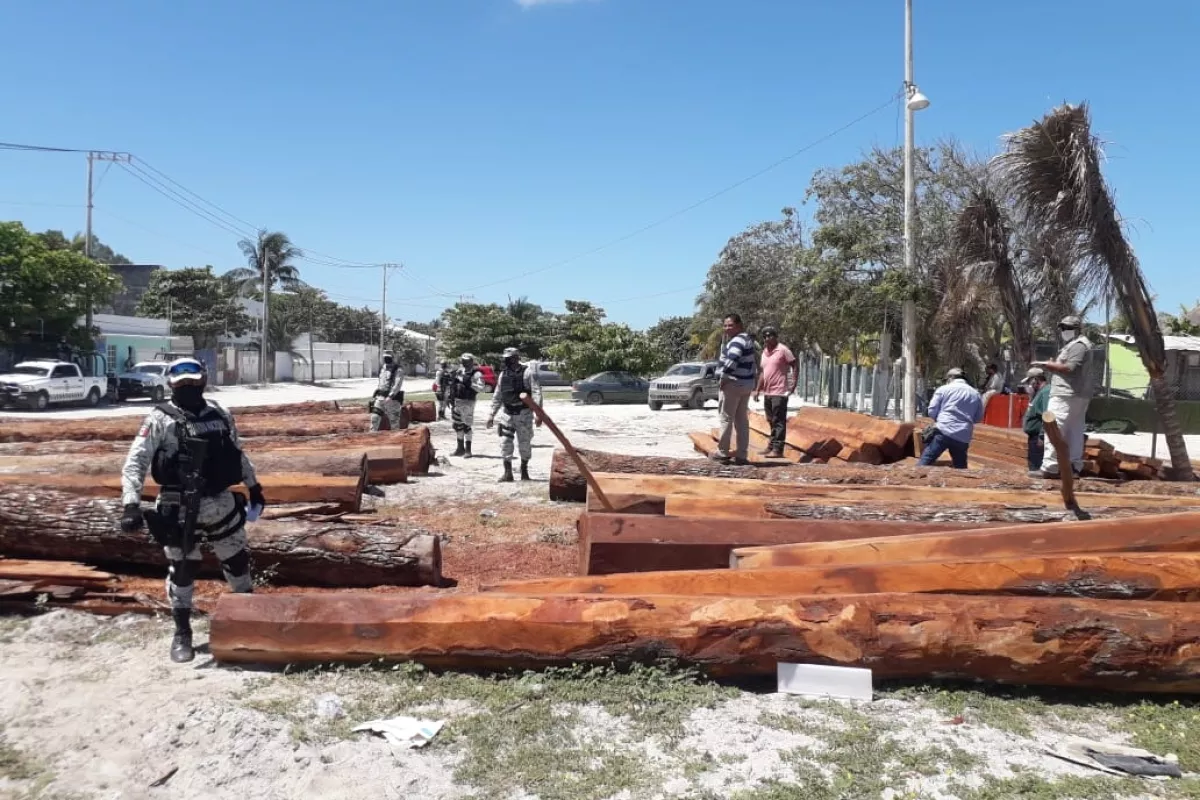 Ambientalistas denuncian tala ilegal de maderas preciosas en Ciudad del ...