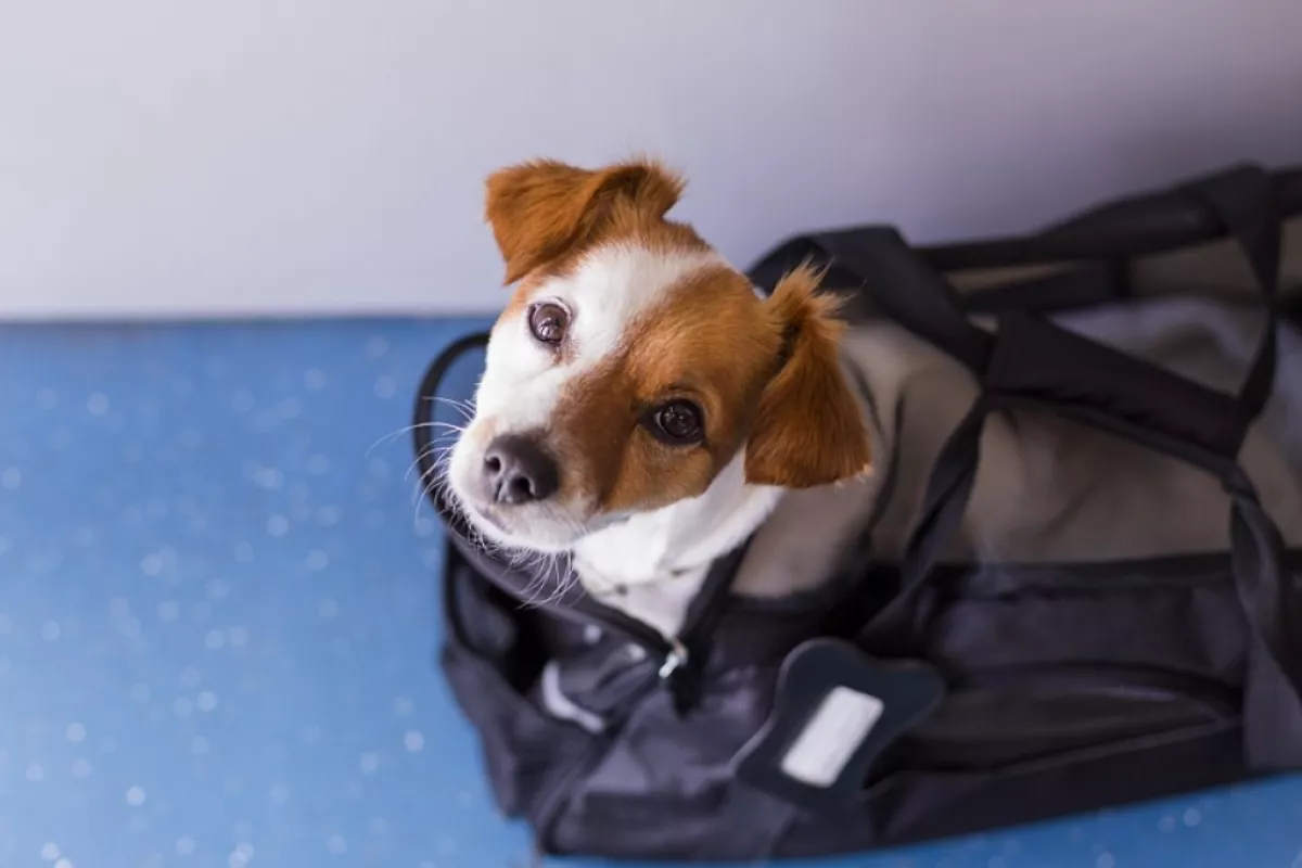 Aeropuerto De Campeche Aerom Xico Cobra Hasta Dos Mil Pesos Por Transportar A Un Perro Poresto