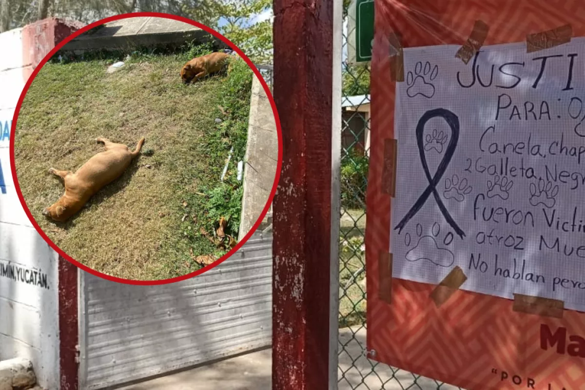 Acusan a la Directora de una secundaria de Tizimín por matar a siete perros  - PorEsto