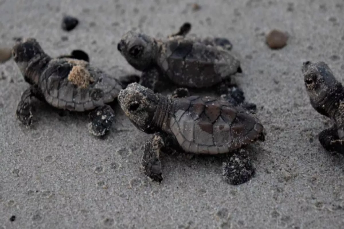 Campeche: En el balneario de Playa Bonita ya tienen los primeros ...