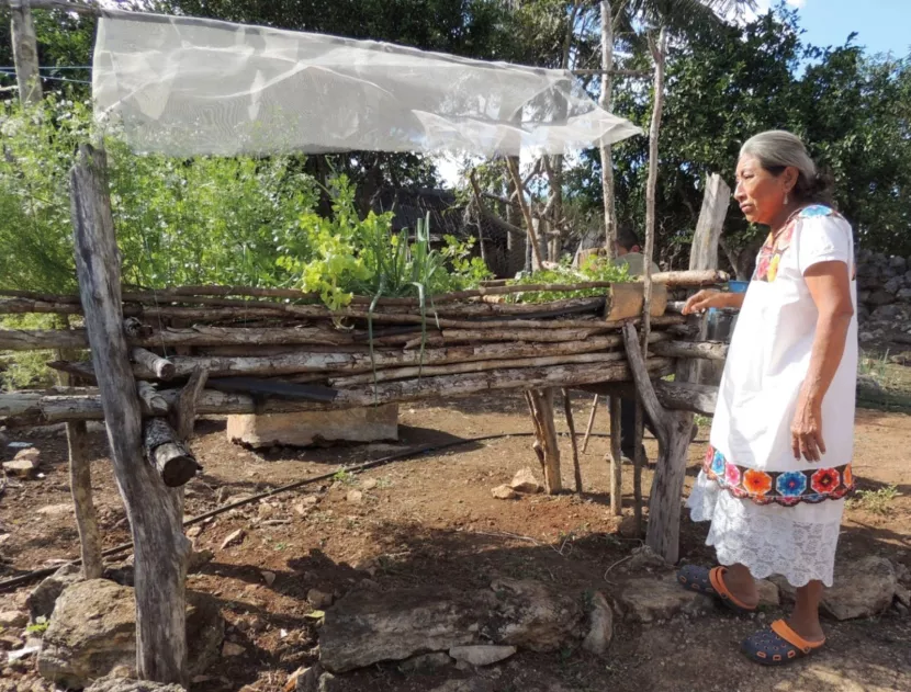 Técnicas y practicas agrícolas mayas