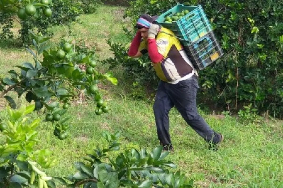 Se Desploma Precio Del Limón En Chetumal Productores Se Verán Afectados Poresto 9585