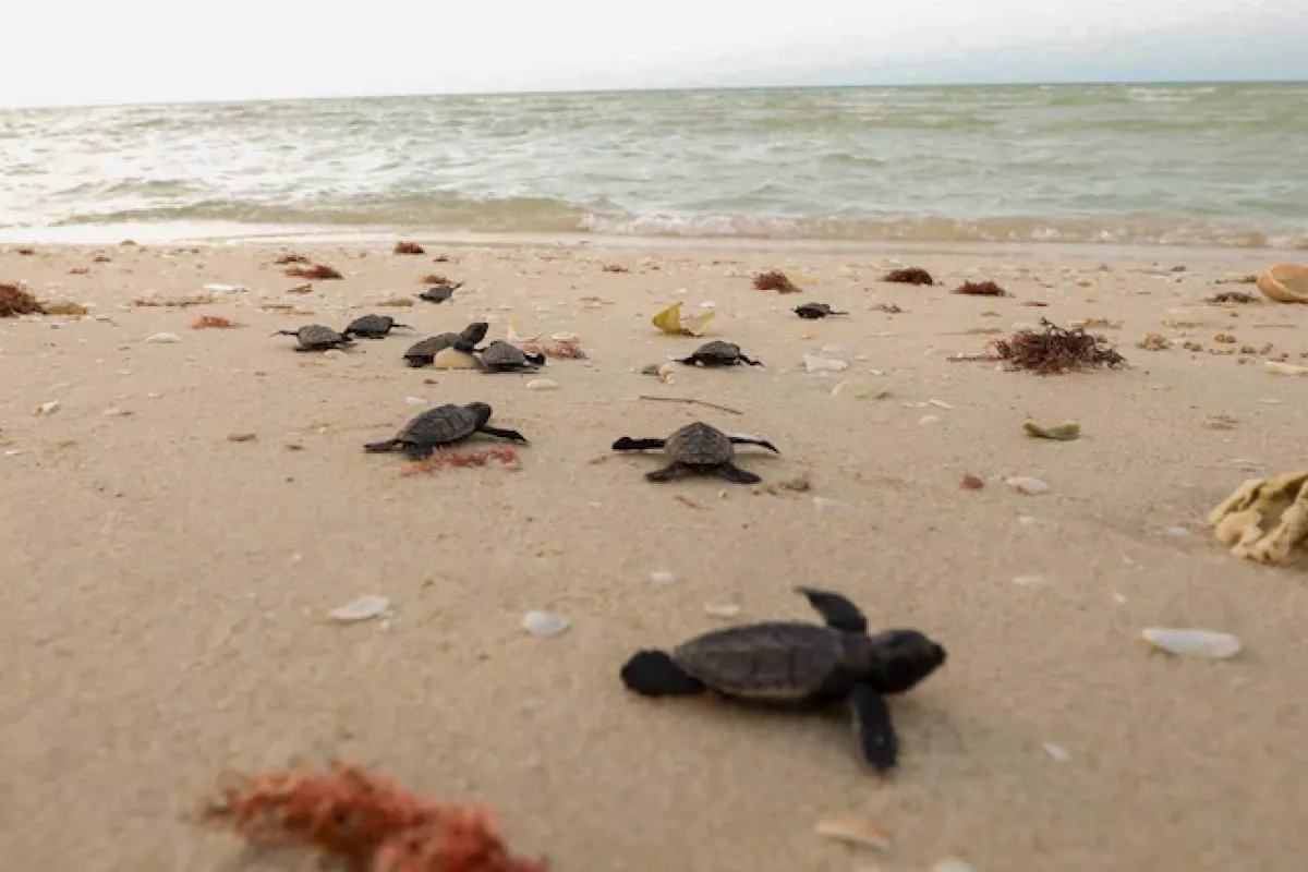 Prevén la liberación de más de 90 mil tortugas en la costa de Yucatán ...