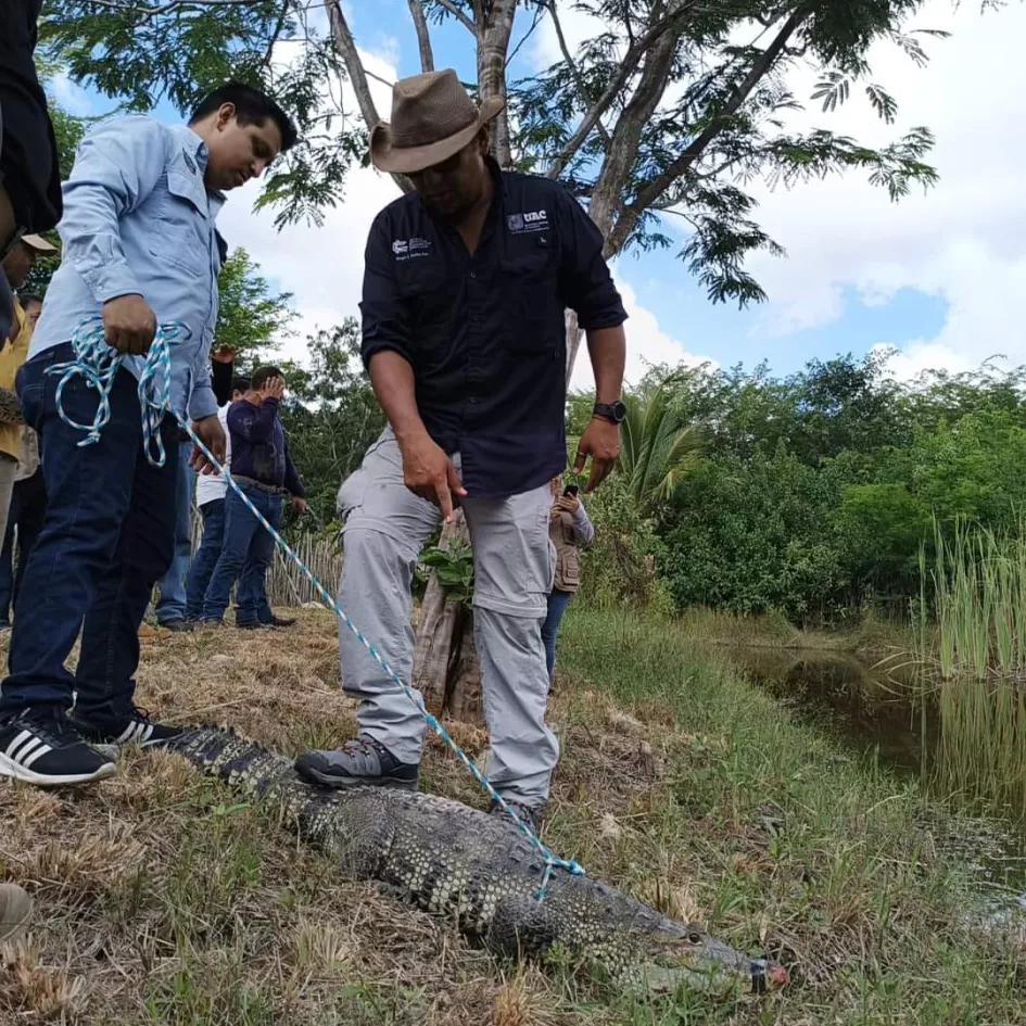 Se Han Capturado Seis Cocodrilos En Lo Que Va Del 2024 En Campeche Poresto 0153