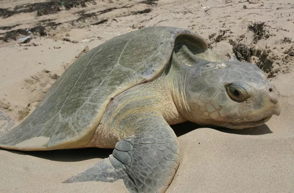 Día Mundial de la Tortuga, un reptil vulnerable en la tierra y el mar ...