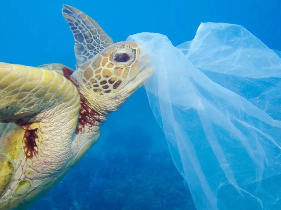 Día Mundial de la Tortuga, un reptil vulnerable en la tierra y el mar ...