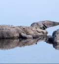 Hombre intenta bañarse con cocodrilos en Tampico, hace caso omiso a autoridades