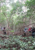 El mangle blanco se ubica en zonas costeras cercanas a las desembocaduras de cursos de agua