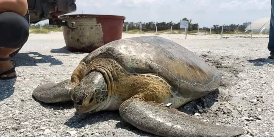 Calor y retraso de lluvias afectó anidación de tortugas en Campeche ...