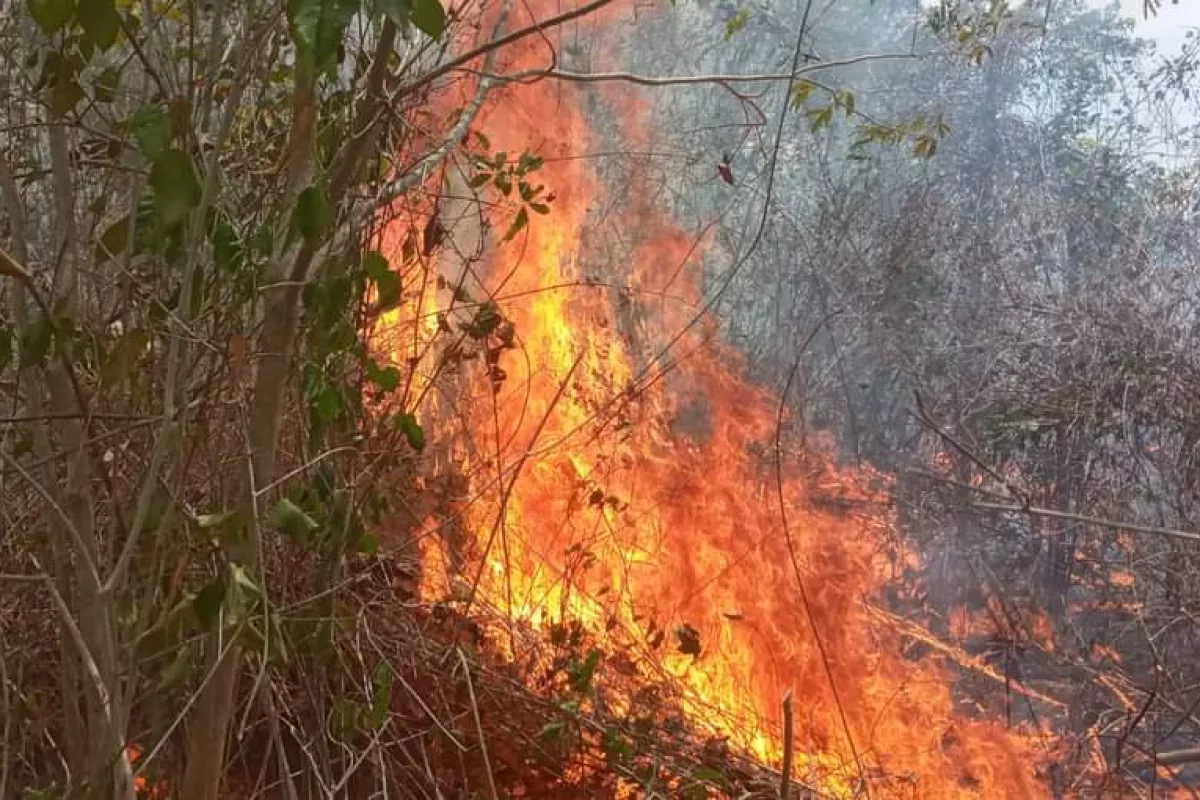 Incendios Forestales De Hopelchén Campeche Suman 820 Hectáreas Afectadas Semabicce Poresto 8611