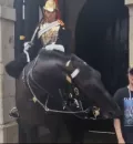 Filtran video de caballo de la Guardia Real mordiendo a una turista