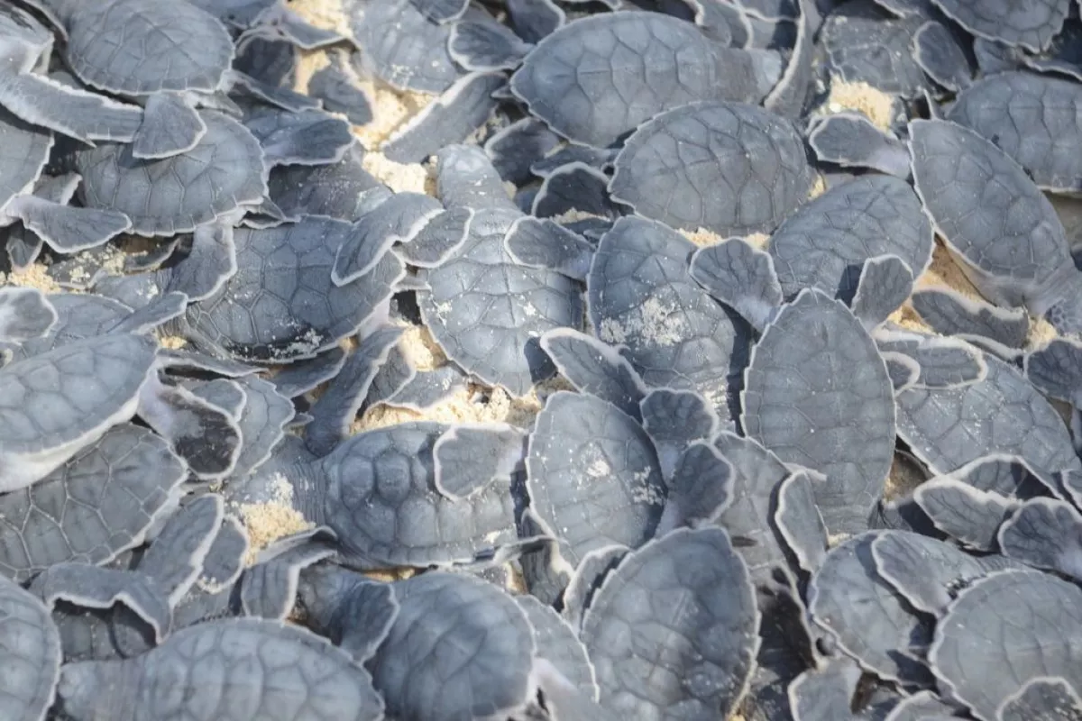 Vigilan zona de anidación de tortugas en Playa del Carmen, tras Huracán ...