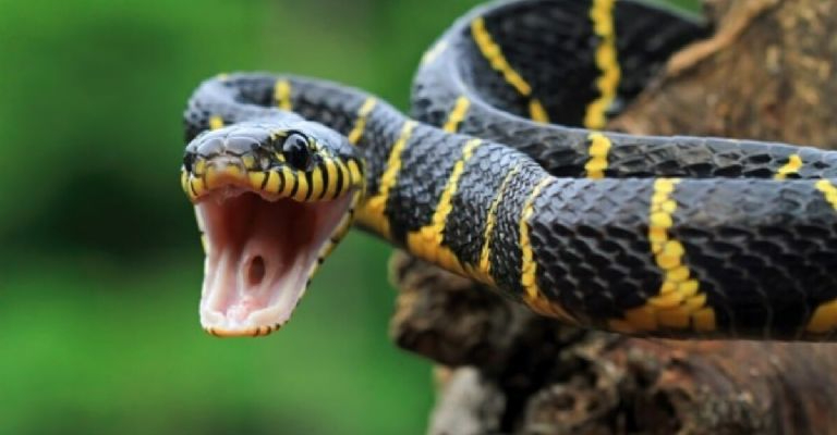En Yucatán habitan gran diversidad de serpientes