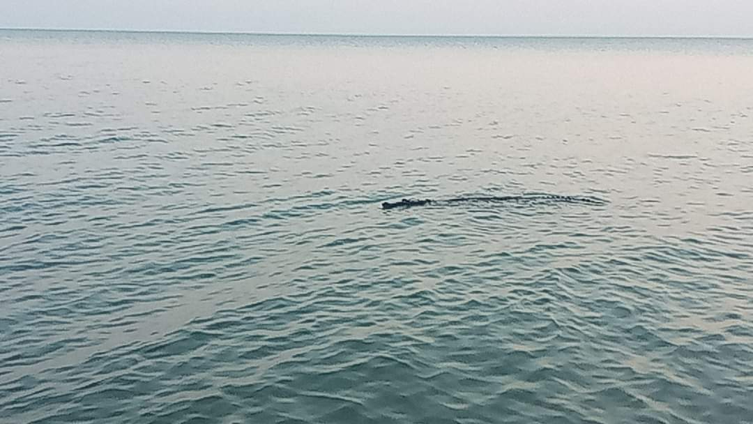 Avistan cocodrilos en Estero Pargo