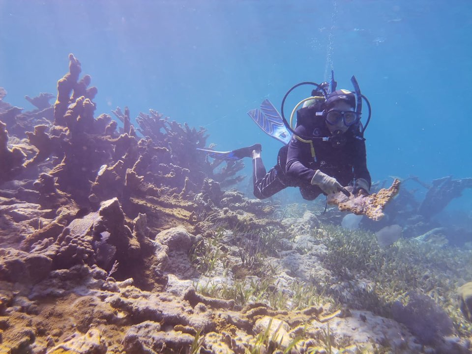 Corales y arrecifes de Isla Mujeres sufrieron daños por el huracán “Helene”