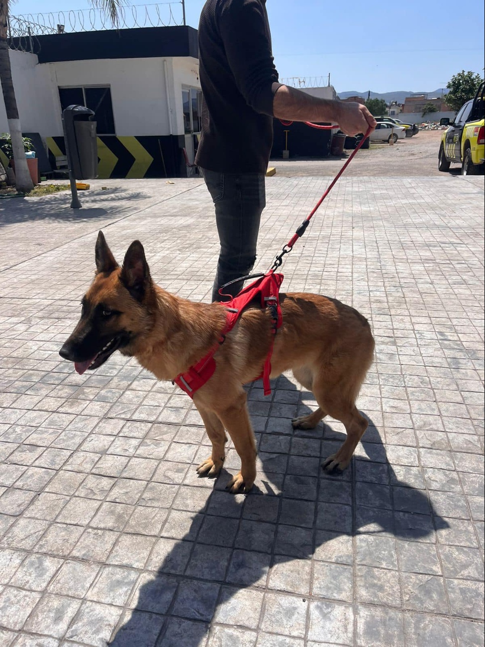 Denuncian a la Cruz Roja de San Luis Potosí por presunto maltrato a los perros rescatistas: VIDEO