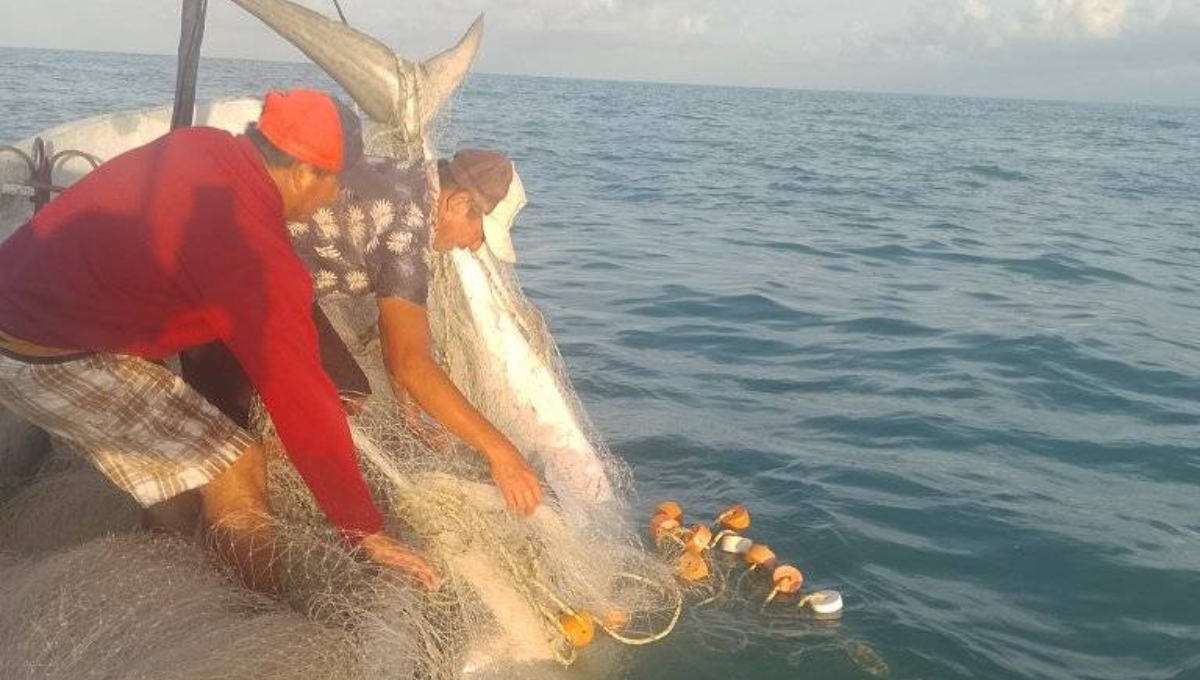 La presencia de la especie por esta zona podría deberse al cambio de temperatura en el agua.