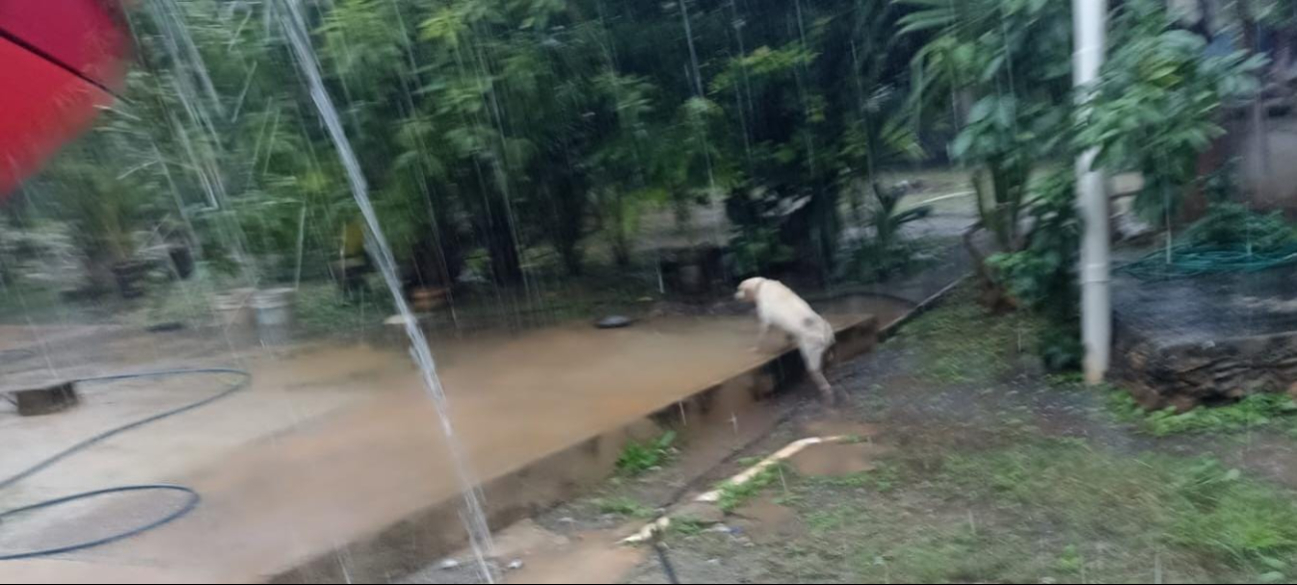 El perrito fue rescatado con vida y sin lesiones, recibiendo aplausos de los vecinos