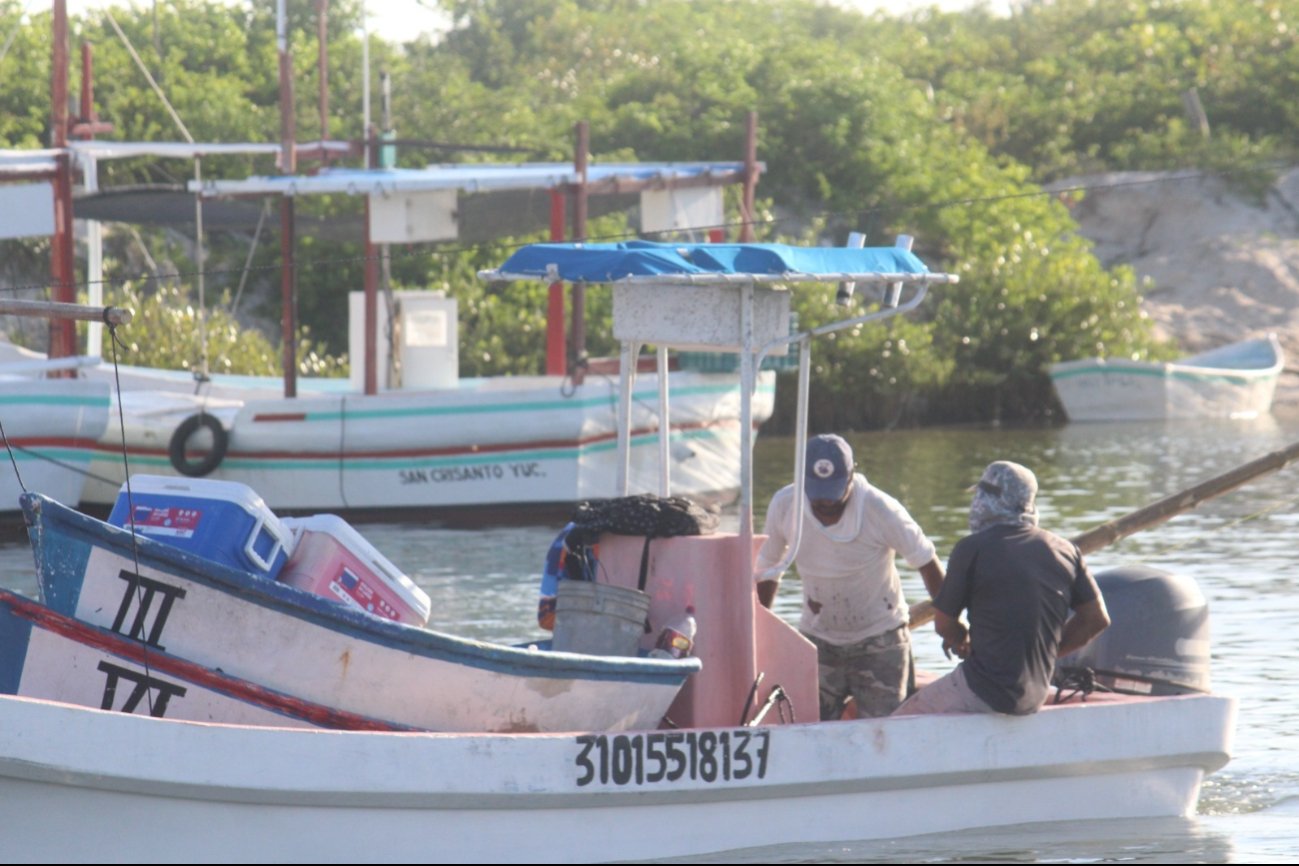 Lluvias causan descenso en la captura de pulpo en Yucatán