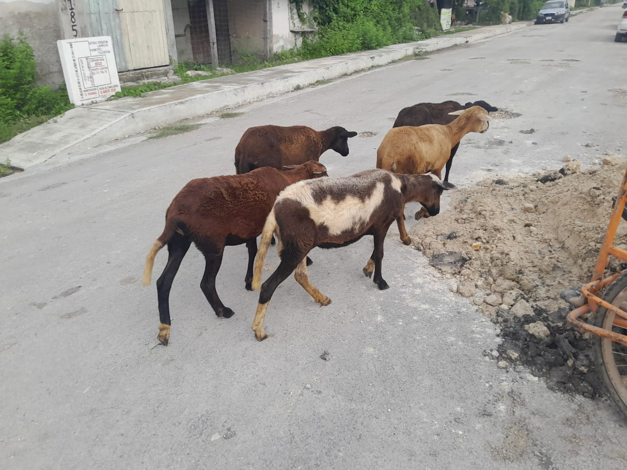 Piden a los dueños resguardarlo