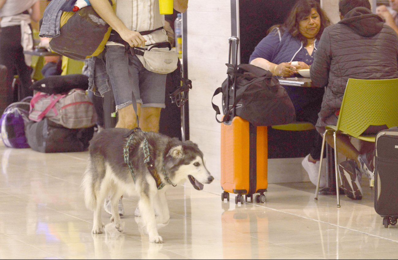 Hace 11 años Roque fue rescatado por Jorge, desde entonces son más que dueño y su perro