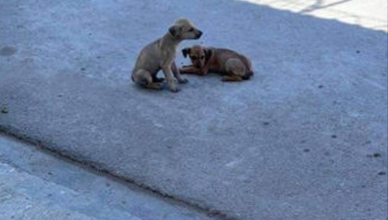 Perritos son abandonados dentro de un costal en San Pedro, Coahuila.