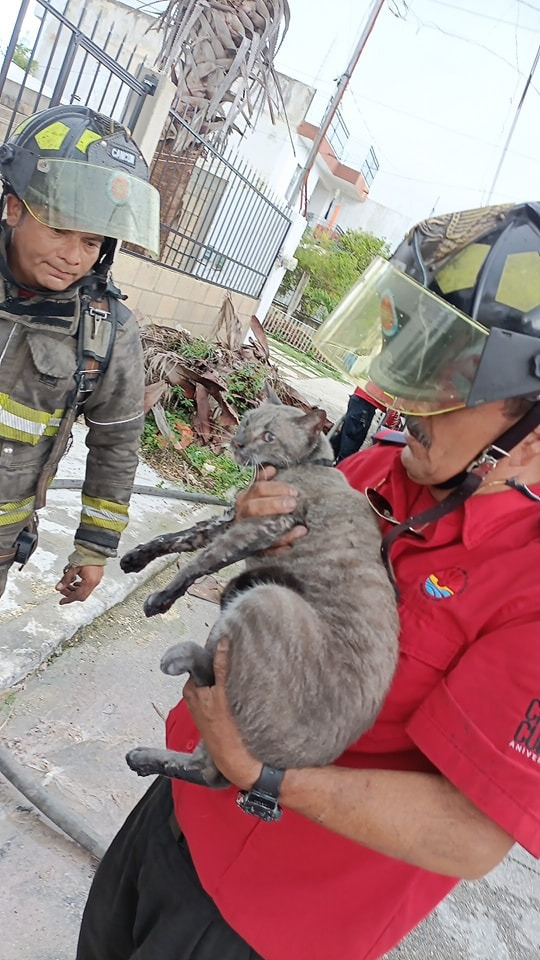 Bomberos de Cancún rescatan a gatito en un incendio