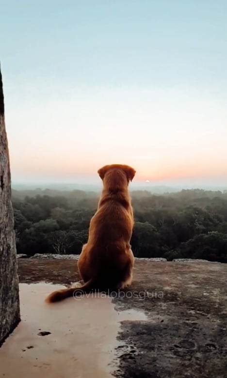 En Chichén Itzá solo los perritos tienen acceso a la famosa pirámide