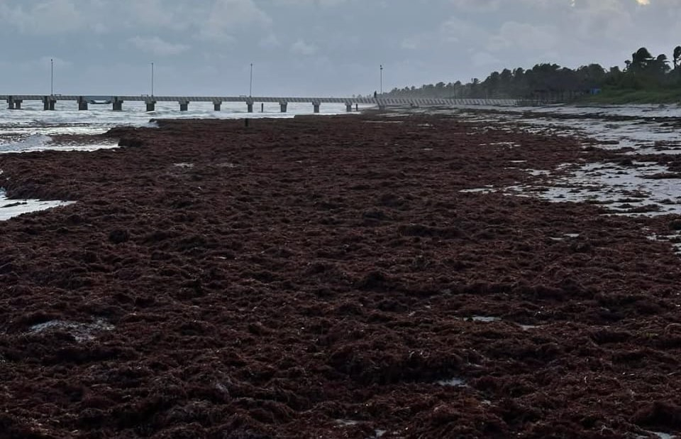 Se prolonga la inactividad pesquera y arriban toneladas de sargazo en playas de la zona