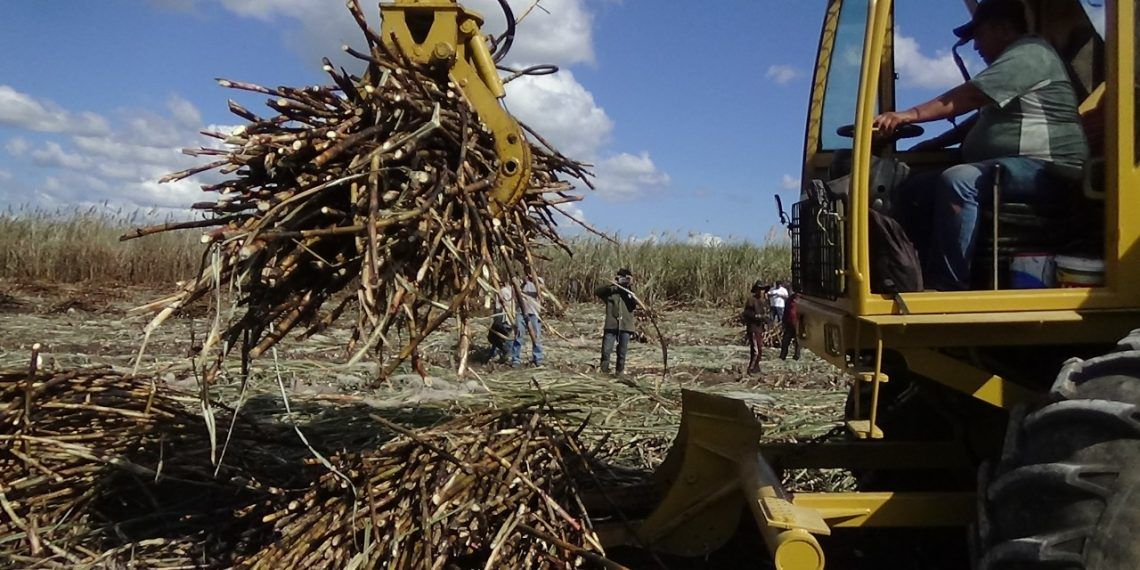 Productores han pedido ayuda a las autoridades estatales para combatir la plaga.