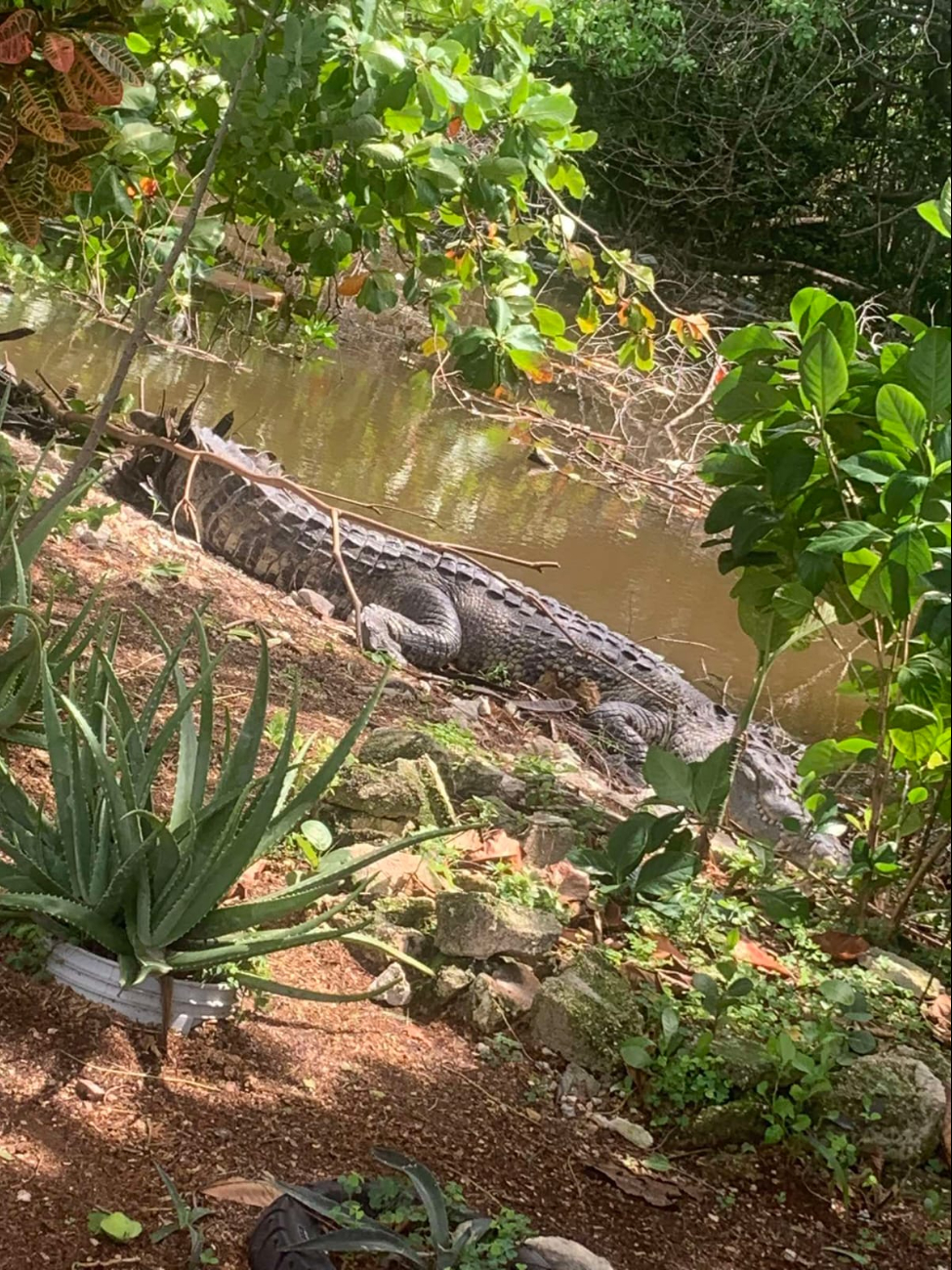 El cocodrilo ‘Juancho’ fue llevado a la Zona Cero, pero regresó a Progreso