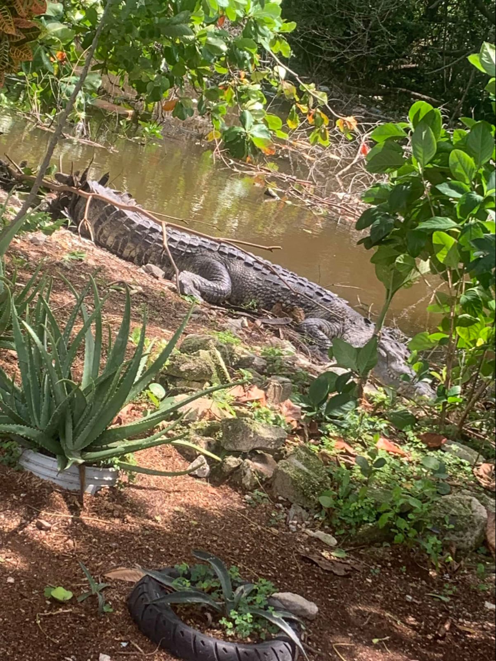 Vecinos se han acostumbrado a vivir cerca del cocodrilo