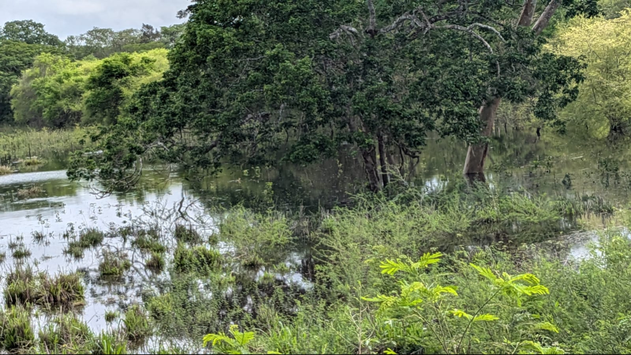 Los habitantes de la zona temen por su ganado