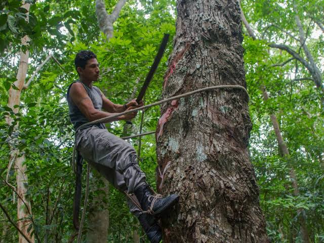 Campeche y Quintana Roo obtienen ante el INPI la Indicación Geográfica del chicle maya.