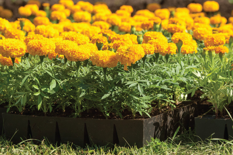  Comienza la venta de flor de Cempasúchil    por Día de Muertos en Champotón