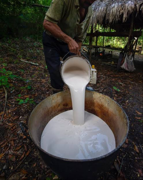 El chicle maya es un producto emblemático de las regiones de Campeche y Quintana Roo.